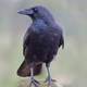 Illustration for article titled Researchers Find Crows Smart Enough Not To Let On How Smart They Really Are